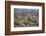 Four male Lion (Panthera leo), Kruger National Park, South Africa, Africa-James Hager-Framed Photographic Print