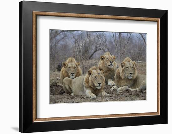 Four male Lion (Panthera leo), Kruger National Park, South Africa, Africa-James Hager-Framed Photographic Print