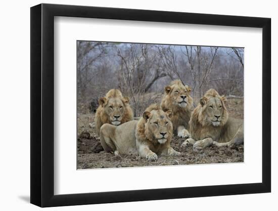 Four male Lion (Panthera leo), Kruger National Park, South Africa, Africa-James Hager-Framed Photographic Print