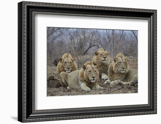 Four male Lion (Panthera leo), Kruger National Park, South Africa, Africa-James Hager-Framed Photographic Print