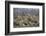 Four male Lion (Panthera leo), Kruger National Park, South Africa, Africa-James Hager-Framed Photographic Print