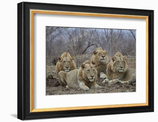 Four male Lion (Panthera leo), Kruger National Park, South Africa, Africa-James Hager-Framed Photographic Print