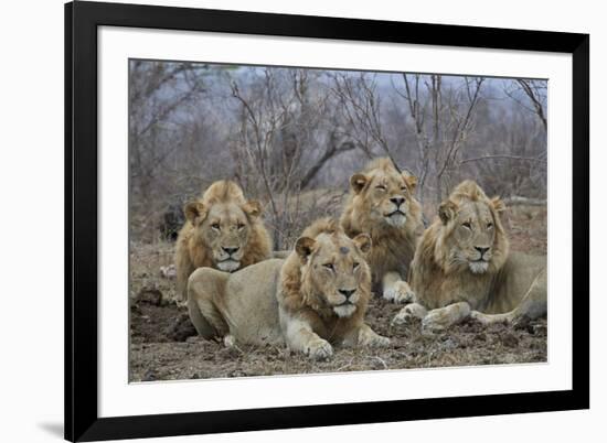 Four male Lion (Panthera leo), Kruger National Park, South Africa, Africa-James Hager-Framed Photographic Print