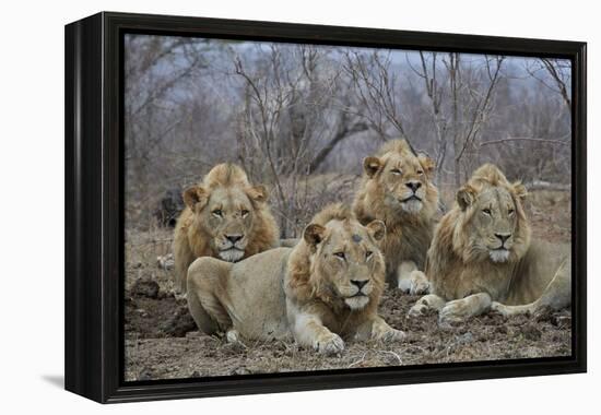 Four male Lion (Panthera leo), Kruger National Park, South Africa, Africa-James Hager-Framed Premier Image Canvas