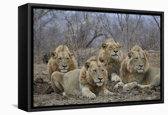 Four male Lion (Panthera leo), Kruger National Park, South Africa, Africa-James Hager-Framed Premier Image Canvas