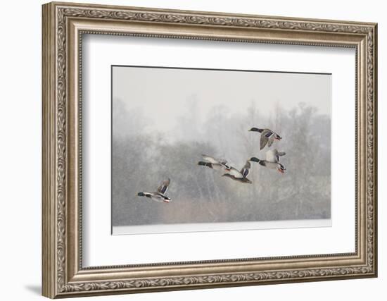 Four Mallard Drakes and a Duck Flying over Frozen Lake in Snowstorm, Wiltshire, England, UK-Nick Upton-Framed Photographic Print