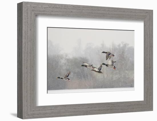 Four Mallard Drakes and a Duck Flying over Frozen Lake in Snowstorm, Wiltshire, England, UK-Nick Upton-Framed Photographic Print