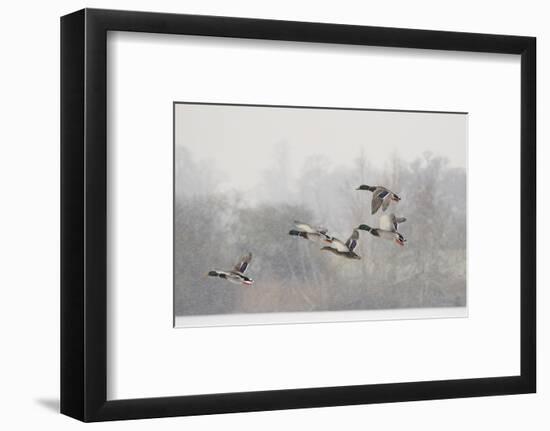 Four Mallard Drakes and a Duck Flying over Frozen Lake in Snowstorm, Wiltshire, England, UK-Nick Upton-Framed Photographic Print