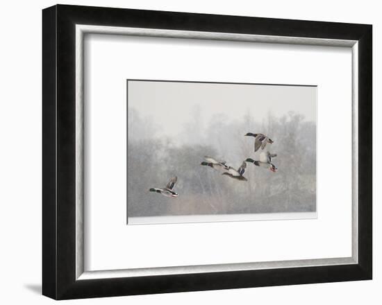 Four Mallard Drakes and a Duck Flying over Frozen Lake in Snowstorm, Wiltshire, England, UK-Nick Upton-Framed Photographic Print