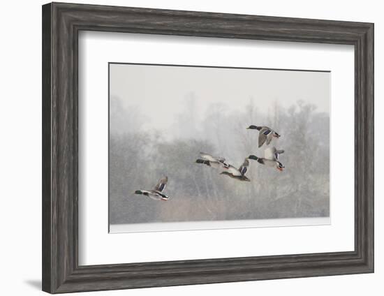 Four Mallard Drakes and a Duck Flying over Frozen Lake in Snowstorm, Wiltshire, England, UK-Nick Upton-Framed Premium Photographic Print