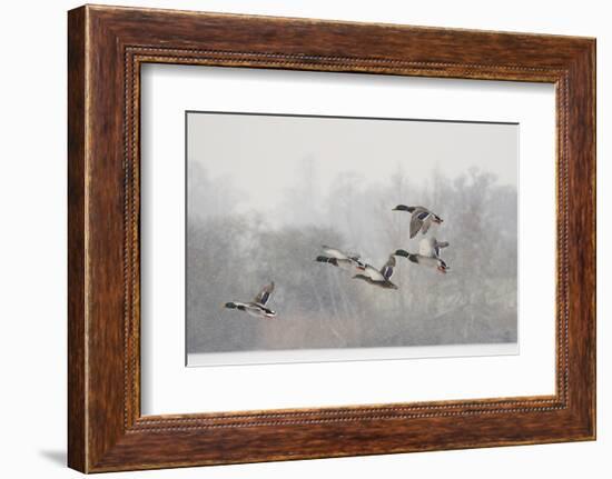 Four Mallard Drakes and a Duck Flying over Frozen Lake in Snowstorm, Wiltshire, England, UK-Nick Upton-Framed Premium Photographic Print