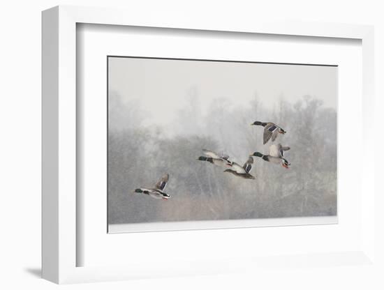 Four Mallard Drakes and a Duck Flying over Frozen Lake in Snowstorm, Wiltshire, England, UK-Nick Upton-Framed Premium Photographic Print