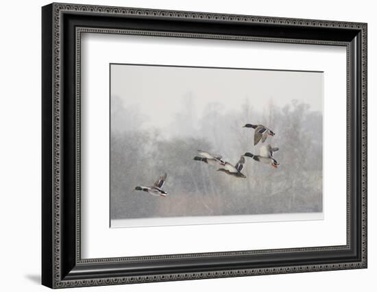 Four Mallard Drakes and a Duck Flying over Frozen Lake in Snowstorm, Wiltshire, England, UK-Nick Upton-Framed Premium Photographic Print