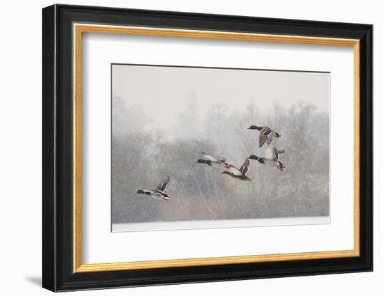 Four Mallard Drakes and a Duck Flying over Frozen Lake in Snowstorm, Wiltshire, England, UK-Nick Upton-Framed Premium Photographic Print