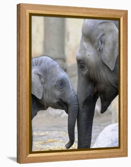 Four Month Old Elephant and Her Mother are Pictured in Hagenbeck's Zoo in Hamburg, Northern Germany-null-Framed Premier Image Canvas