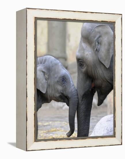 Four Month Old Elephant and Her Mother are Pictured in Hagenbeck's Zoo in Hamburg, Northern Germany-null-Framed Premier Image Canvas