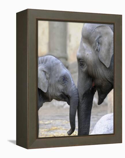 Four Month Old Elephant and Her Mother are Pictured in Hagenbeck's Zoo in Hamburg, Northern Germany-null-Framed Premier Image Canvas