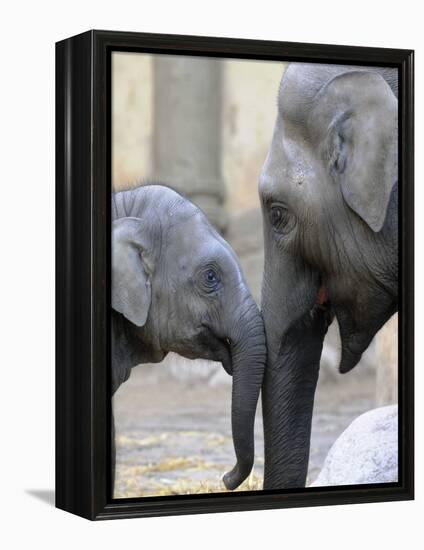 Four Month Old Elephant and Her Mother are Pictured in Hagenbeck's Zoo in Hamburg, Northern Germany-null-Framed Premier Image Canvas