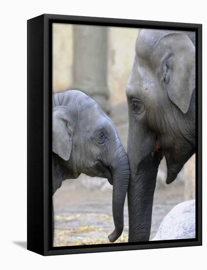 Four Month Old Elephant and Her Mother are Pictured in Hagenbeck's Zoo in Hamburg, Northern Germany-null-Framed Premier Image Canvas