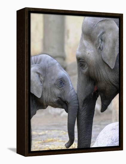 Four Month Old Elephant and Her Mother are Pictured in Hagenbeck's Zoo in Hamburg, Northern Germany-null-Framed Premier Image Canvas