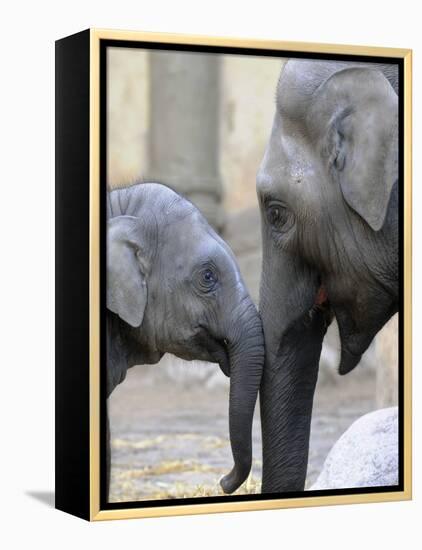 Four Month Old Elephant and Her Mother are Pictured in Hagenbeck's Zoo in Hamburg, Northern Germany-null-Framed Premier Image Canvas