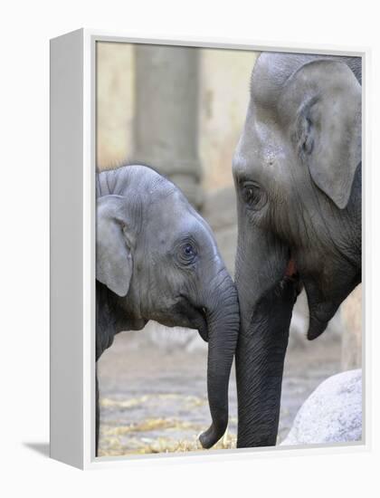 Four Month Old Elephant and Her Mother are Pictured in Hagenbeck's Zoo in Hamburg, Northern Germany-null-Framed Premier Image Canvas