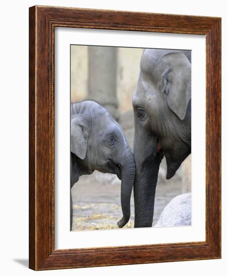 Four Month Old Elephant and Her Mother are Pictured in Hagenbeck's Zoo in Hamburg, Northern Germany-null-Framed Photographic Print