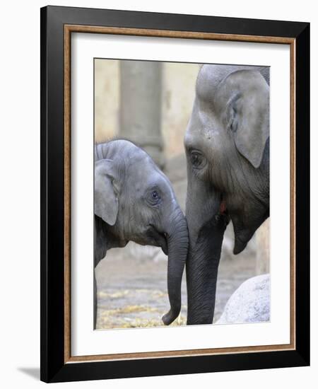 Four Month Old Elephant and Her Mother are Pictured in Hagenbeck's Zoo in Hamburg, Northern Germany-null-Framed Photographic Print