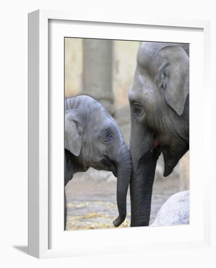 Four Month Old Elephant and Her Mother are Pictured in Hagenbeck's Zoo in Hamburg, Northern Germany-null-Framed Photographic Print