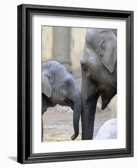 Four Month Old Elephant and Her Mother are Pictured in Hagenbeck's Zoo in Hamburg, Northern Germany-null-Framed Photographic Print