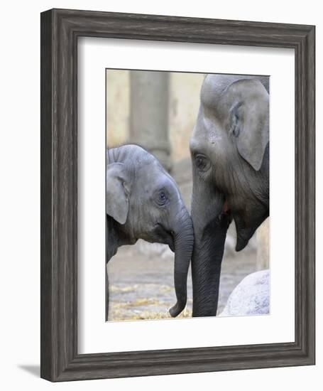 Four Month Old Elephant and Her Mother are Pictured in Hagenbeck's Zoo in Hamburg, Northern Germany-null-Framed Photographic Print