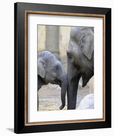 Four Month Old Elephant and Her Mother are Pictured in Hagenbeck's Zoo in Hamburg, Northern Germany-null-Framed Photographic Print