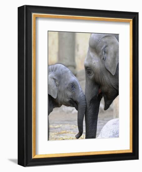 Four Month Old Elephant and Her Mother are Pictured in Hagenbeck's Zoo in Hamburg, Northern Germany-null-Framed Photographic Print