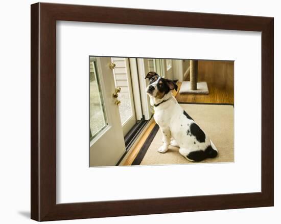 Four month old Fox Terrier Hound mixed breed puppy waiting at the door to go outside.-Janet Horton-Framed Photographic Print