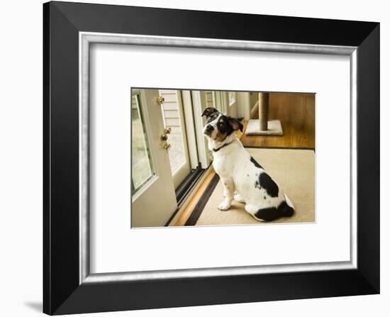 Four month old Fox Terrier Hound mixed breed puppy waiting at the door to go outside.-Janet Horton-Framed Photographic Print