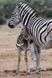 Zebra Baby-Four Oaks-Photographic Print