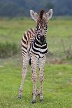 Baby Zebra and Mother-Four Oaks-Photographic Print