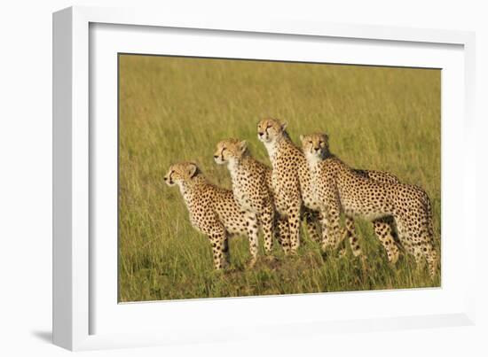 Four of a Kind-Susann Parker-Framed Photographic Print