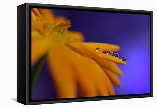 Four of us-Heidi Westum-Framed Premier Image Canvas