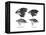 Four or the Species of Finch Observed by Darwin on the Galapagos Islands-null-Framed Premier Image Canvas