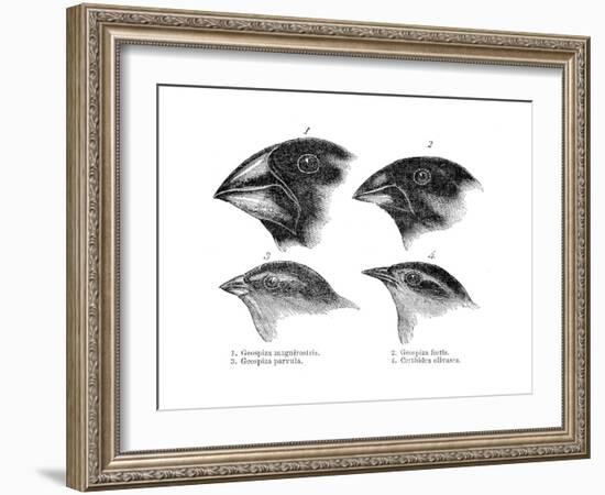 Four or the Species of Finch Observed by Darwin on the Galapagos Islands-null-Framed Giclee Print