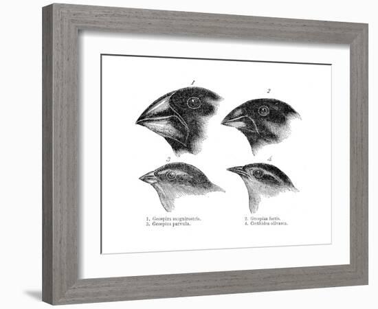 Four or the Species of Finch Observed by Darwin on the Galapagos Islands-null-Framed Giclee Print