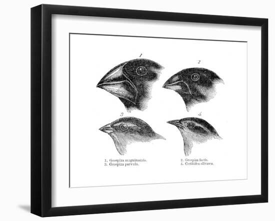 Four or the Species of Finch Observed by Darwin on the Galapagos Islands-null-Framed Giclee Print