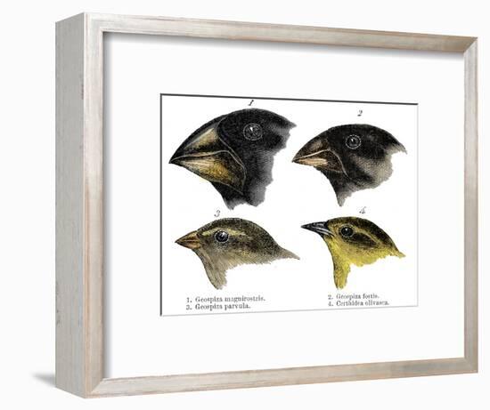 Four or the species of finch observed by Darwin on the Galapagos Islands-Unknown-Framed Giclee Print