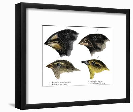 Four or the species of finch observed by Darwin on the Galapagos Islands-Unknown-Framed Giclee Print