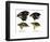 Four or the species of finch observed by Darwin on the Galapagos Islands-Unknown-Framed Giclee Print