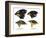 Four or the species of finch observed by Darwin on the Galapagos Islands-Unknown-Framed Giclee Print