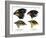 Four or the species of finch observed by Darwin on the Galapagos Islands-Unknown-Framed Giclee Print