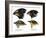 Four or the species of finch observed by Darwin on the Galapagos Islands-Unknown-Framed Giclee Print