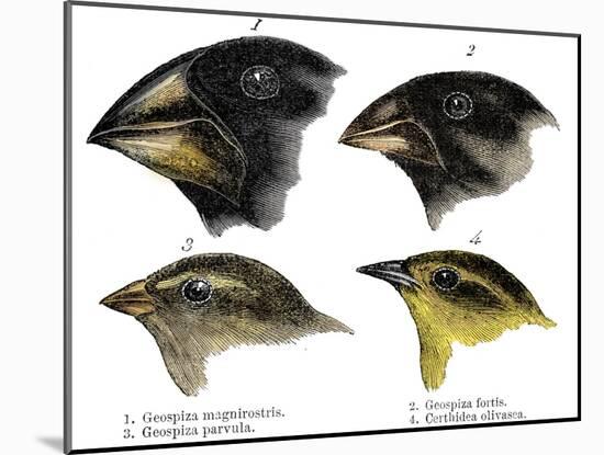 Four or the species of finch observed by Darwin on the Galapagos Islands-Unknown-Mounted Giclee Print